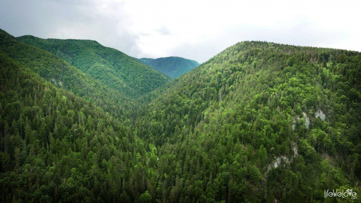 Praděd | ​Myšák – Malá Morávka in Czech Republic - a green forest with mountains in the background.