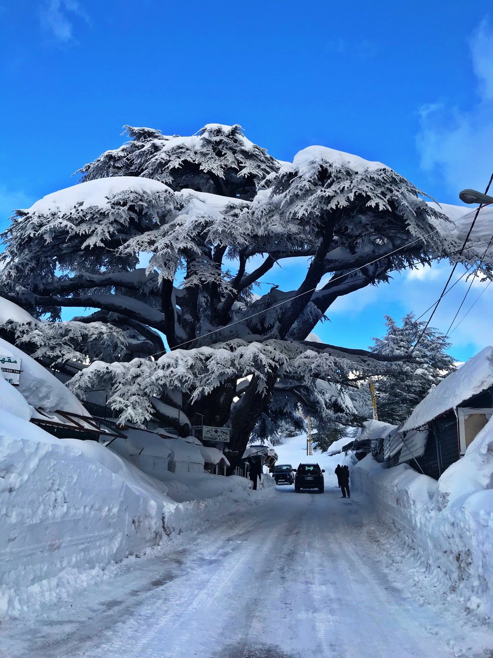 Cedars Bsharri in Lebanon - a snow covered tree on the side of a road.