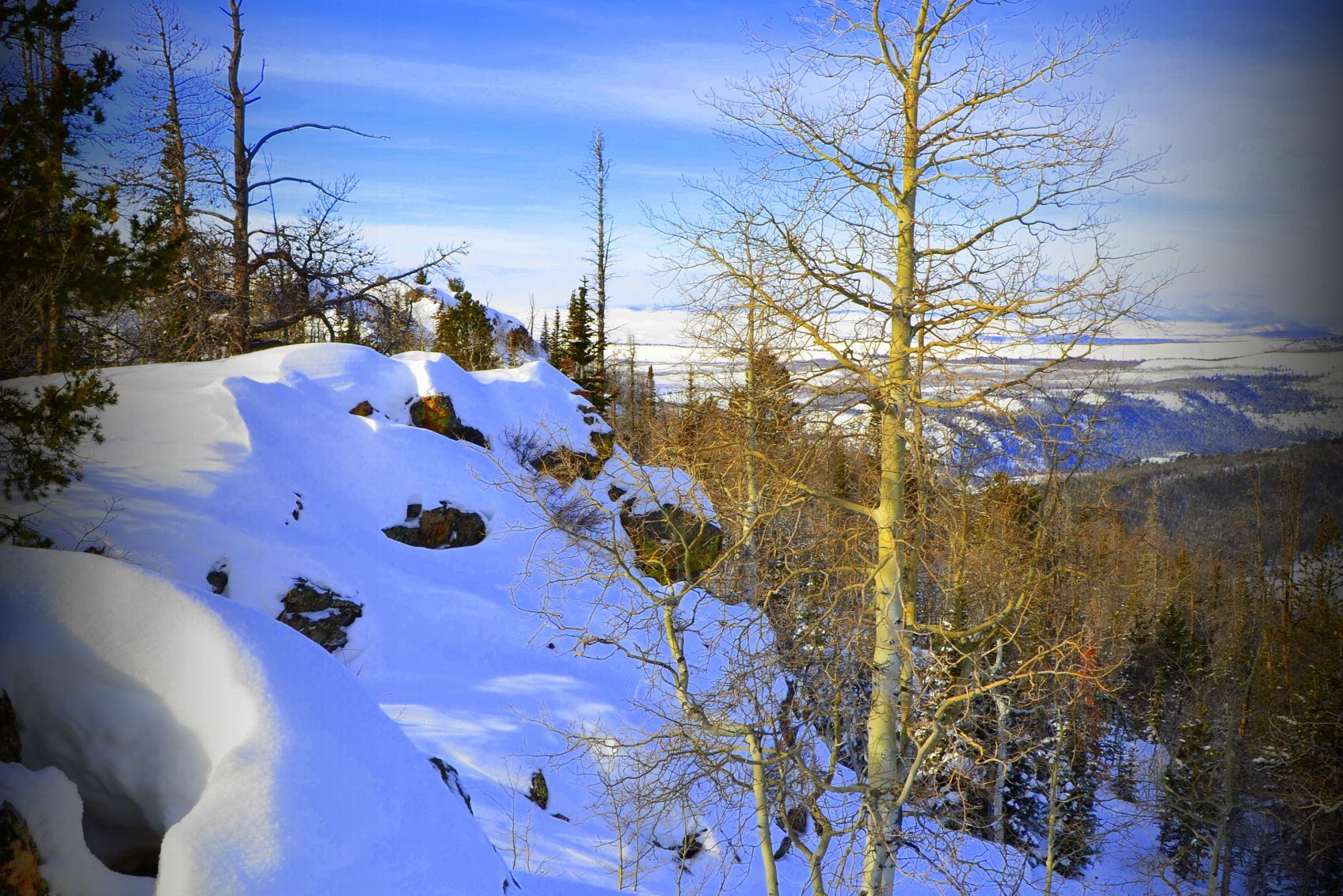 White Pine in USA - a snow covered mountain with trees and a blue sky.