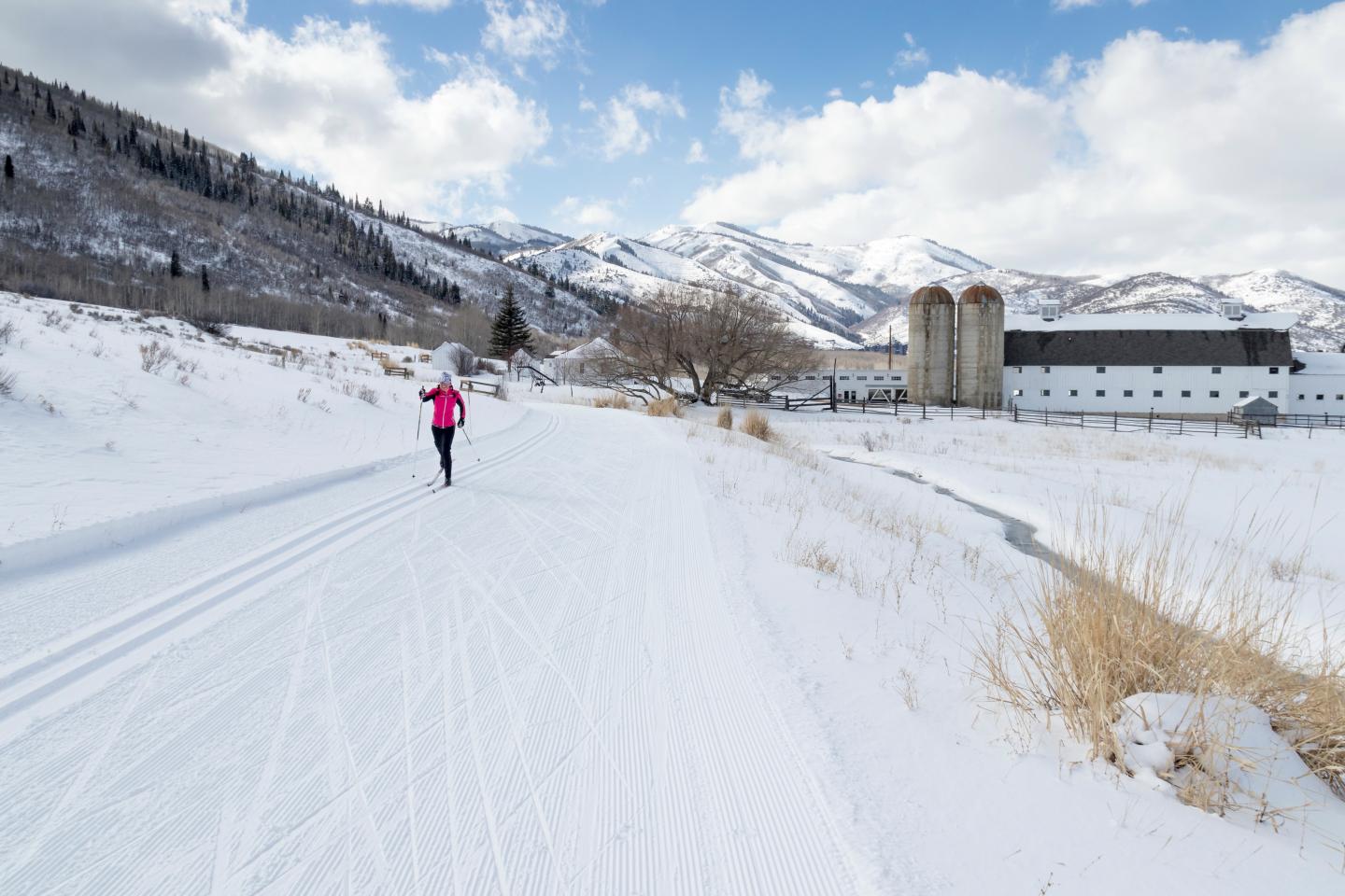White Pine in USA - snow on the ground.