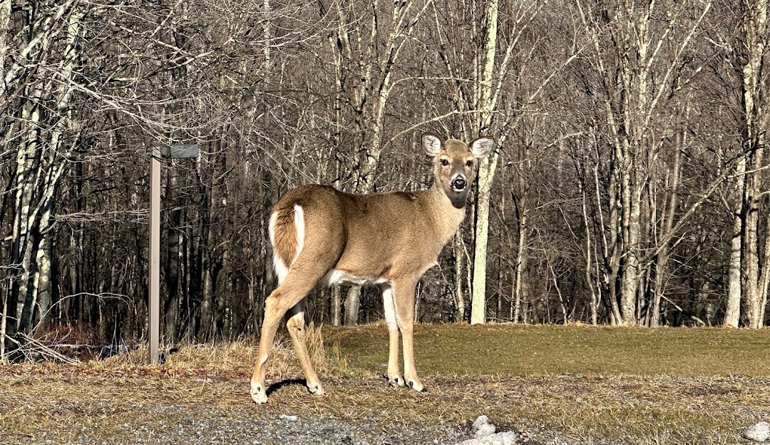 A chalet located in Canaan Valley Davis West Virginia bathes in bright sunshine. A skier enjoys the winter sports scene as a groomer preps the slopes nearby setting a delightful day in motion.