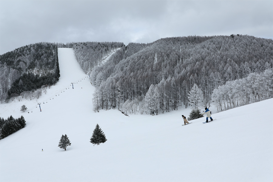 A skier gliding down the slopes at the deeply snowy Rewild Ninja Snow Highland resort in Japan, with a ski lift visible in the background.