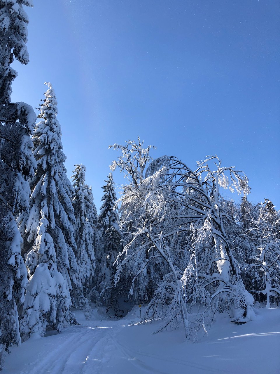 Sternstein – Bad Leonfelden in Austria - a snow covered forest with a clear blue sky.