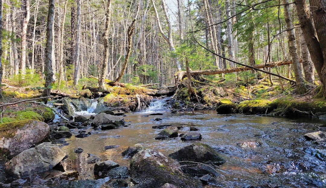 Wentworth in Canada - a stream in the woods with rocks and trees.
