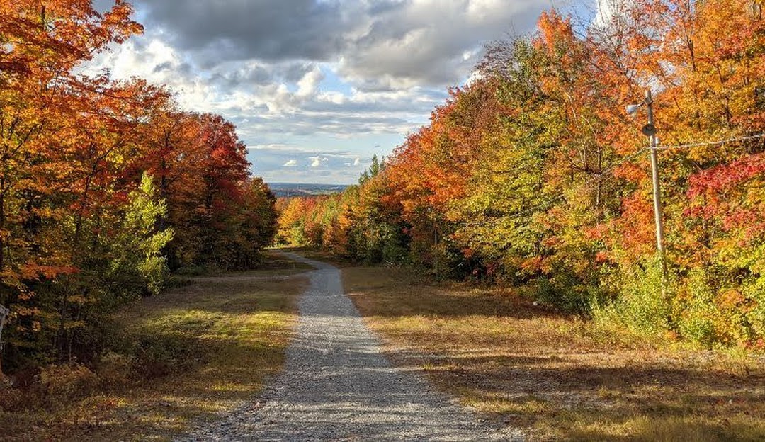 A picturesque view at Mont Gleason in Tingwick, Quebec, Canada showcasing a charming chalet amidst a dense forest of trees. A sunny day enhances the scene of mountainous winter sports activities.