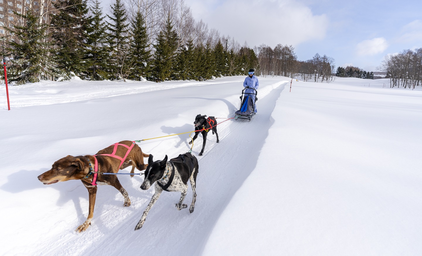 Rusutsu in Japan - two dogs pulling a sler through the snow.