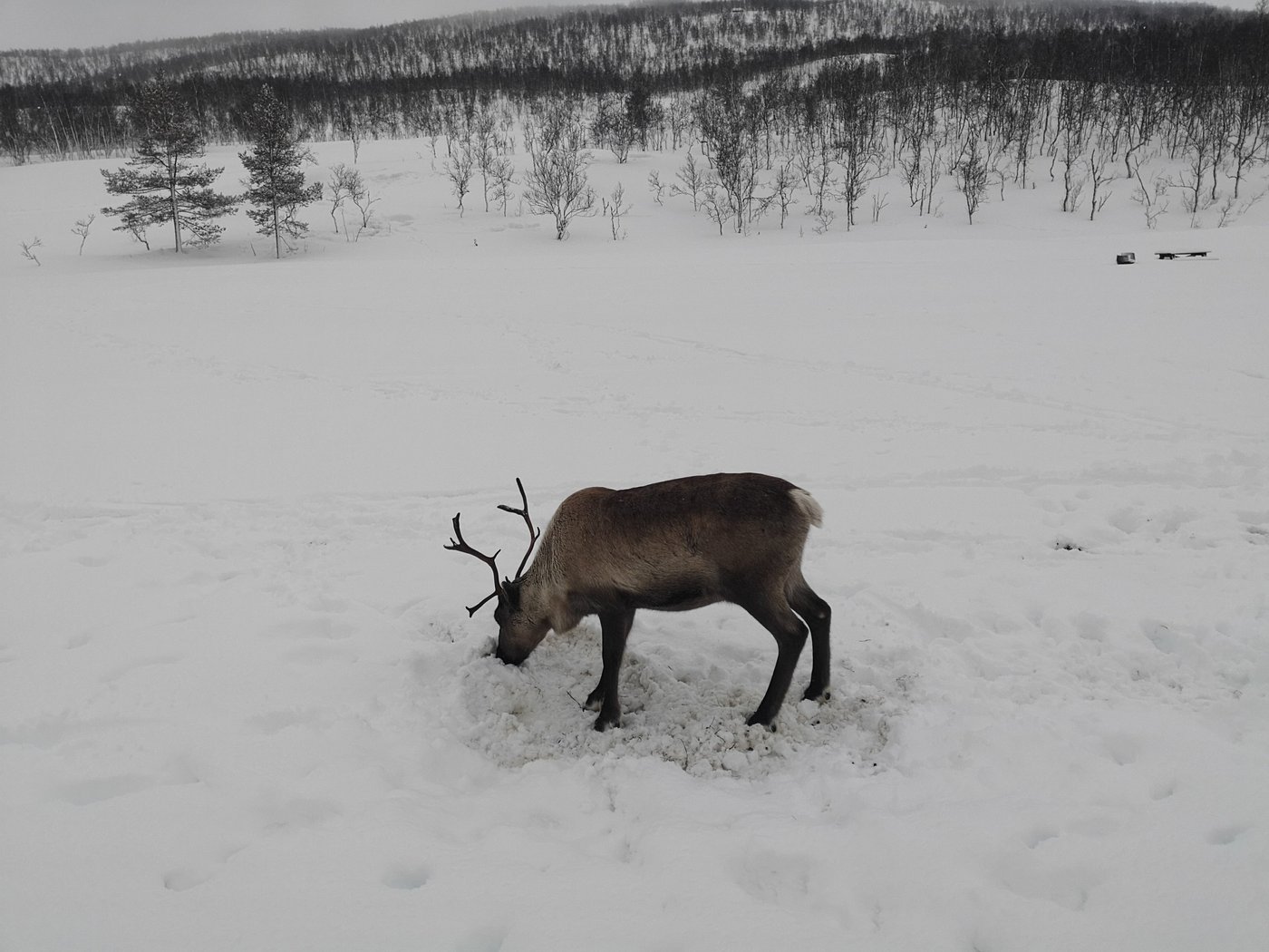 A winter scene in Målselv Fjellandsby Moen Norway featuring a snowmobile a skier and a chalet amidst stunning snow-covered terrain encompassing the spirit of winter sports.