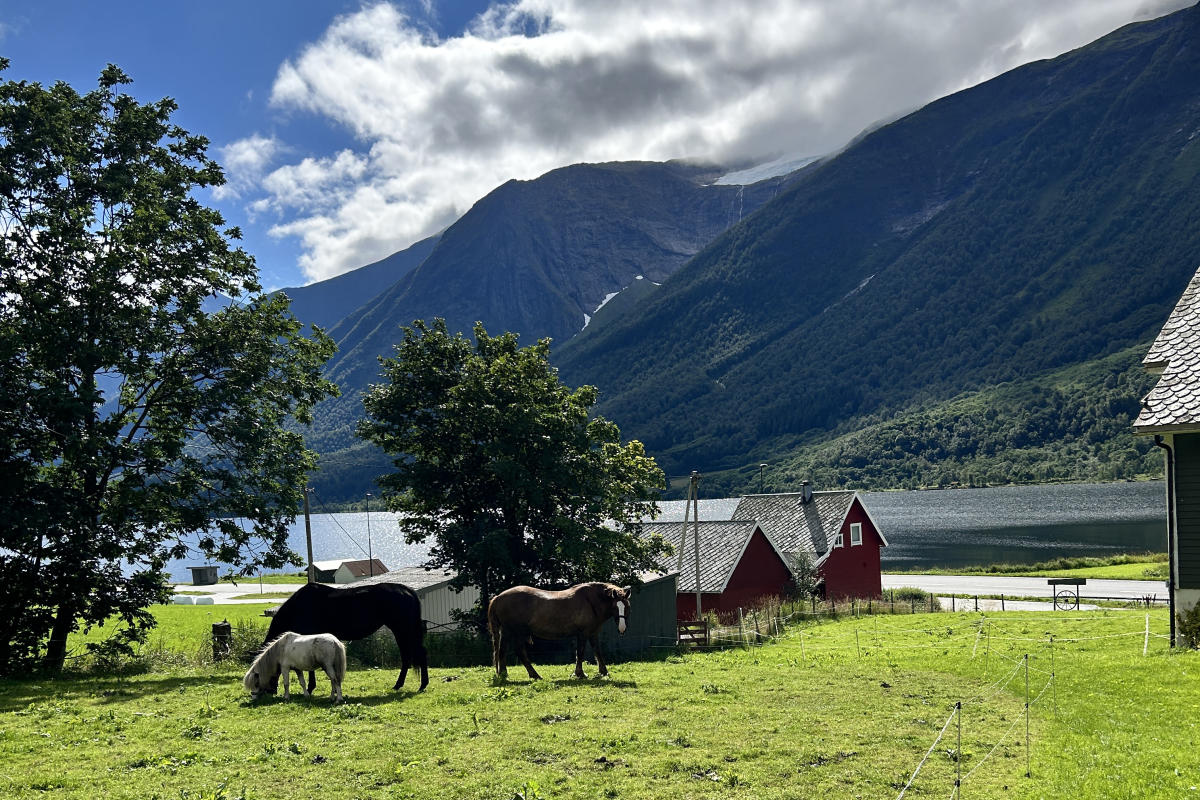 Sunnmørsalpane Skiarena Fjellsætra in Norway - a group of horses grazing in a field.