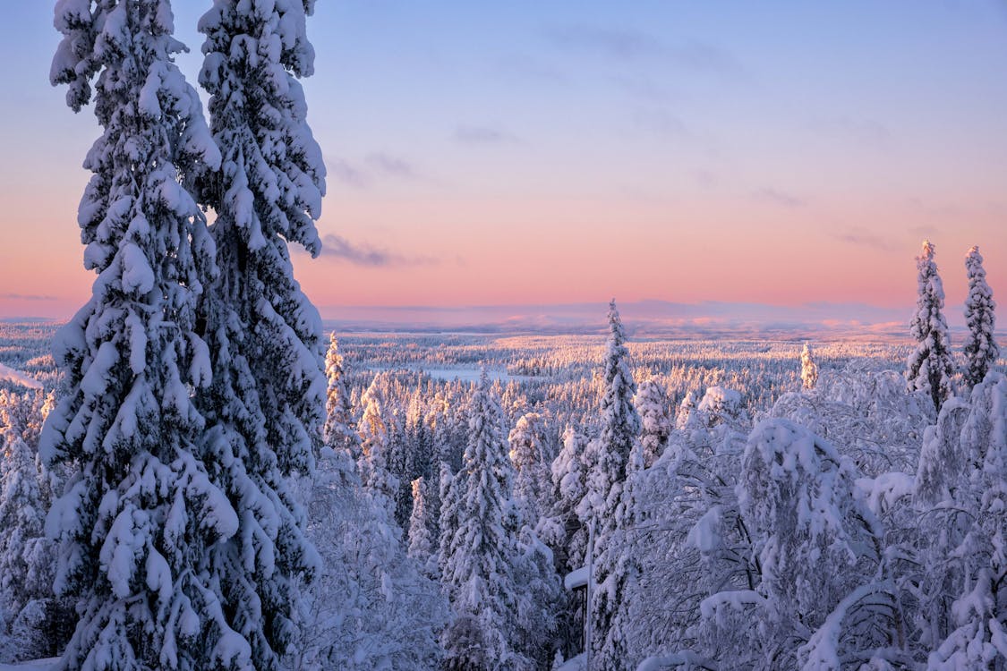 Ruka in Finland - snow covered pine trees.