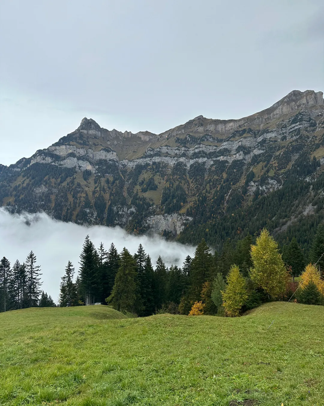 Eggberge in Switzerland - a green field with trees and mountains in the background.