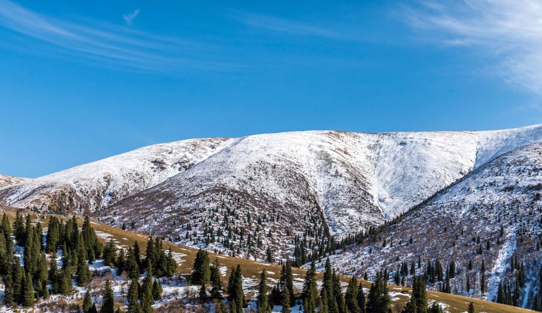 Mountain High North in USA - a snow covered mountain with pine trees in the fore.
