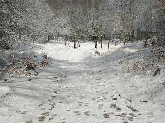 Les Plans d'Hotonnes in France - a snow covered path through a wooded area.