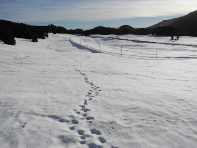 Le Noirmont in France - tracks in the snow.
