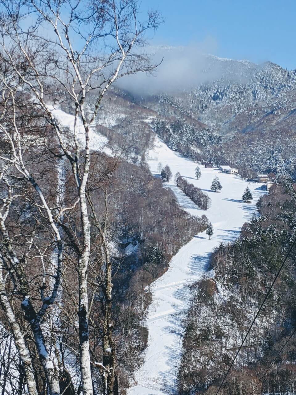Giant Ski area in Japan - a snow covered mountain with trees and snow.