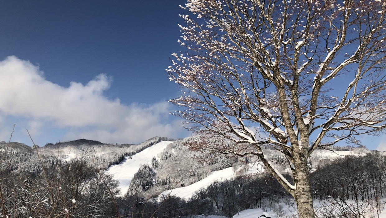 Asahi Shizen in Japan - a tree in the snow with mountains in the background.