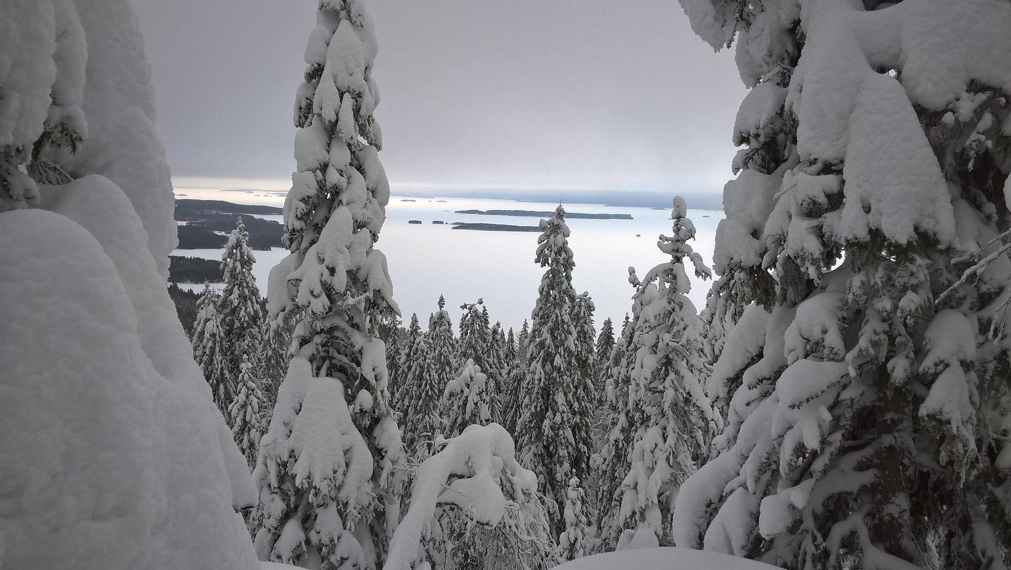 Koli Ski - Ukko-Kolin rinteet in Finland - a view from the top of a snowy mountain.