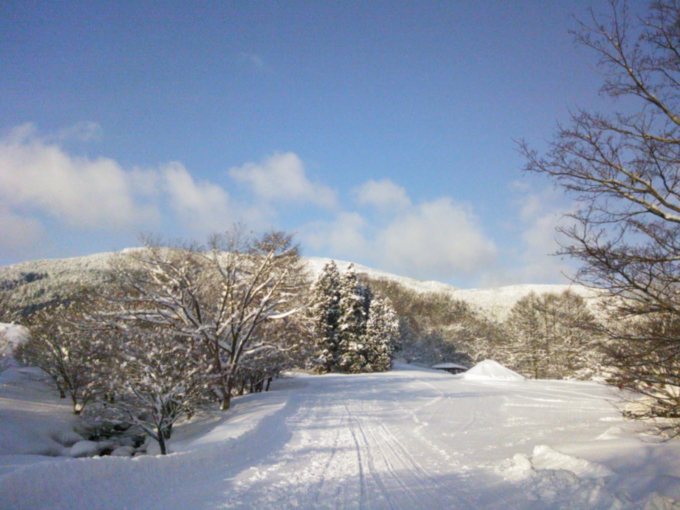 Kenmin-no-mori in Japan - a clear blue sky.