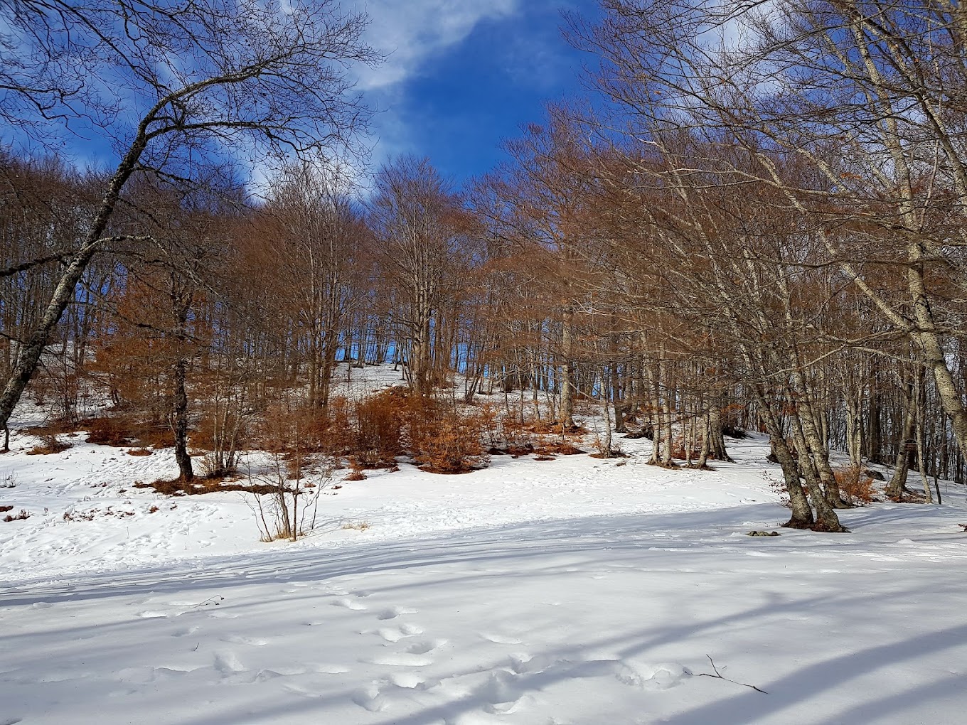 Monte Sirino -Conserva in Italy - a snow covered trail in the woods.
