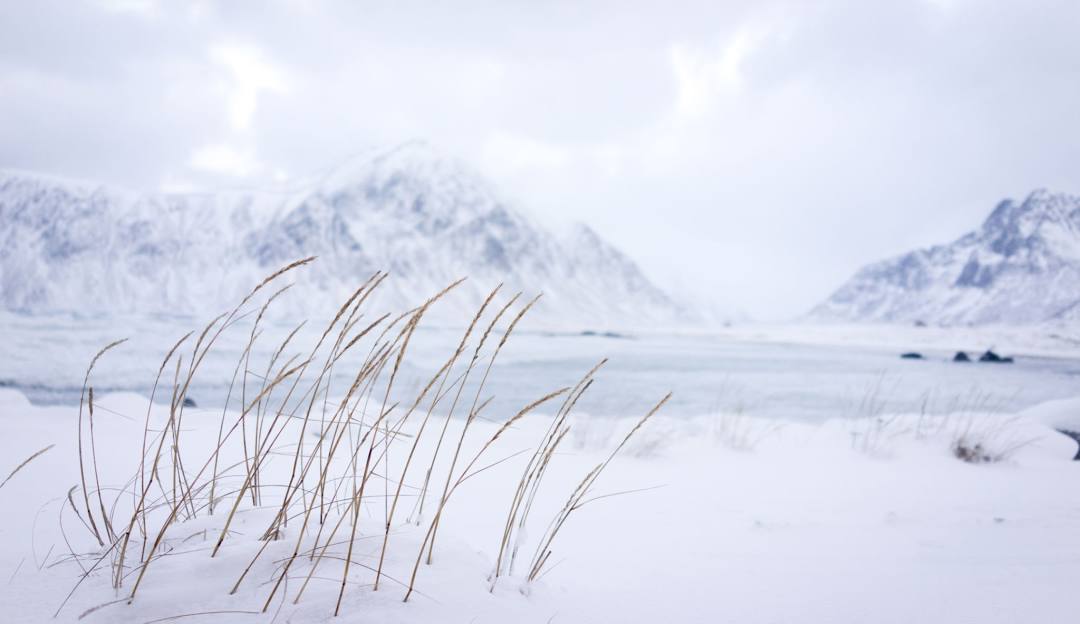 Nordic Mountain in USA - grass in the snow.