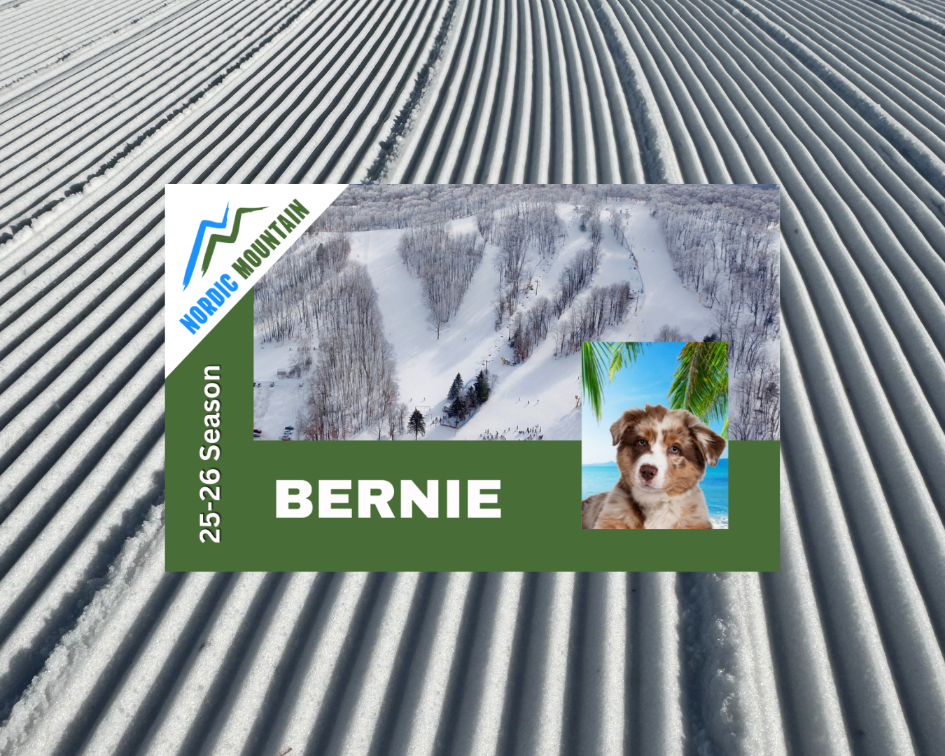 Nordic Mountain in USA - a dog sitting on top of a metal roof.