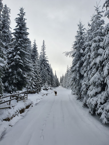 Buscat Ski & Summer Resort in Romania - a snowy road in the middle of a forest.