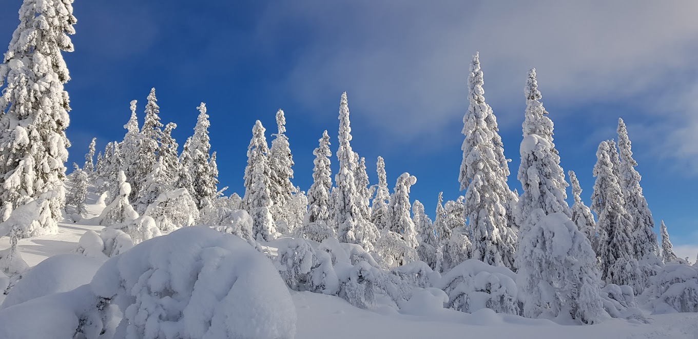 Näsfjället in Sweden - snow covered trees in the mountains.