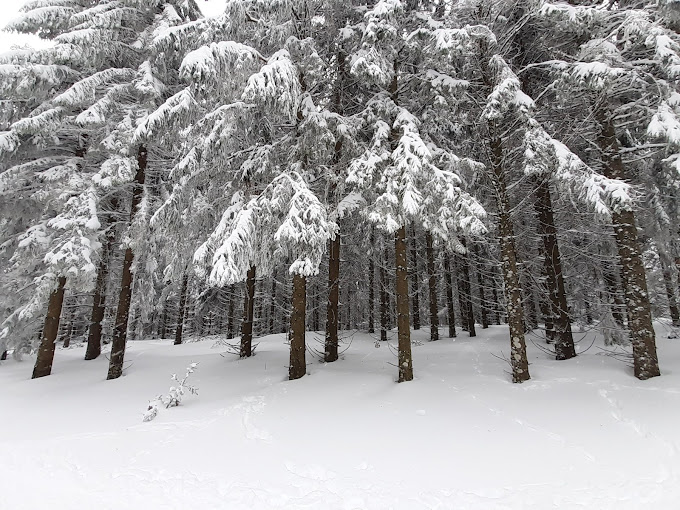 Laguiole in France - a group of trees covered in snow.