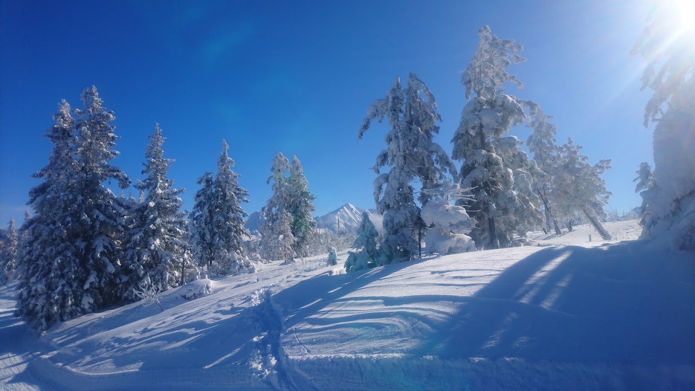 Selital in Switzerland - the sun is shining on the snow covered trees.