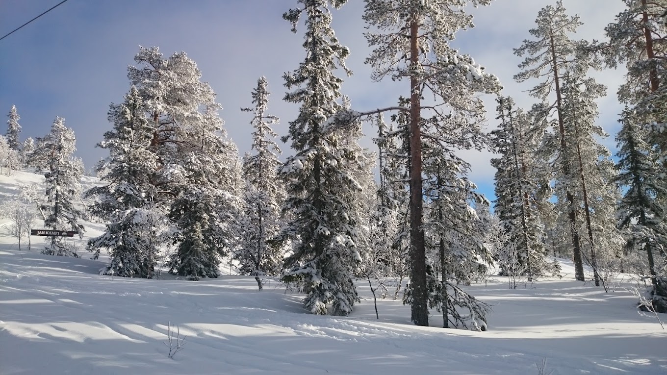 Fulufjellet in Norway - a snow covered forest with trees in the background.