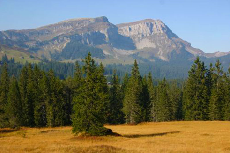 Habkern – Sattelegg in Switzerland - a field with trees and mountains in the background.