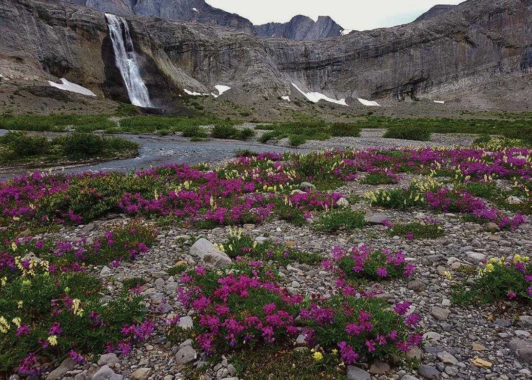 Wapiti Ski Hill – Elkford in Canada - wildflowers blooming in front of a waterfall.