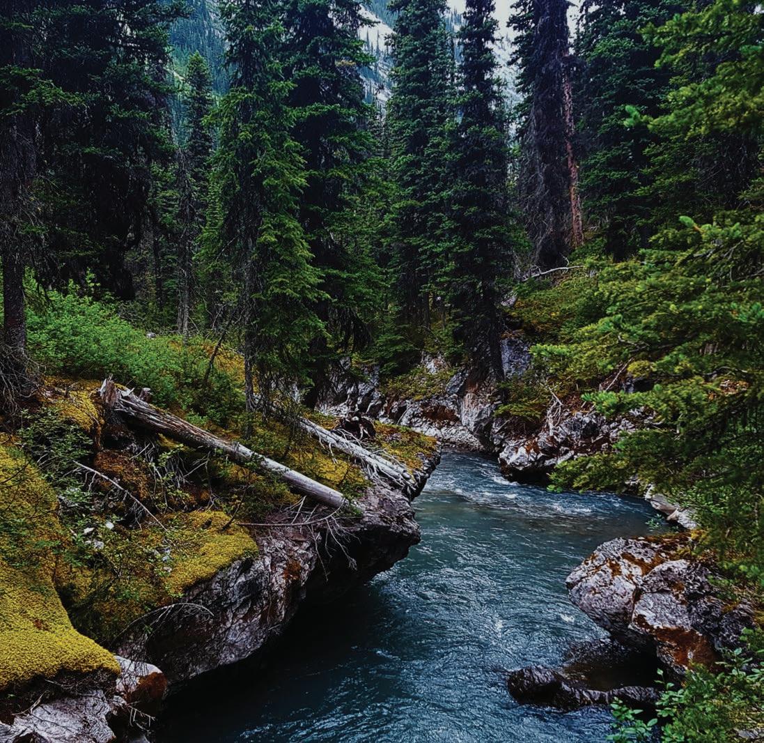 Wapiti Ski Hill – Elkford in Canada - a river in the middle of a forest.