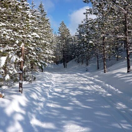 Treetops in USA - a snow covered trail in the woods.
