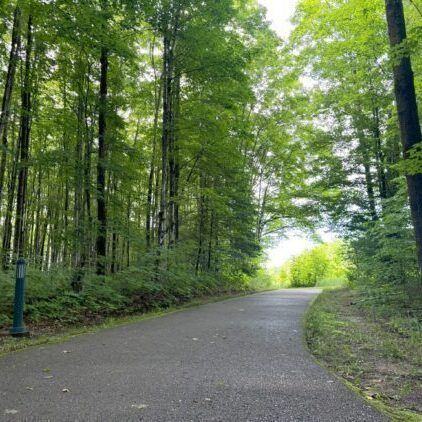 Treetops in USA - a path through the woods.