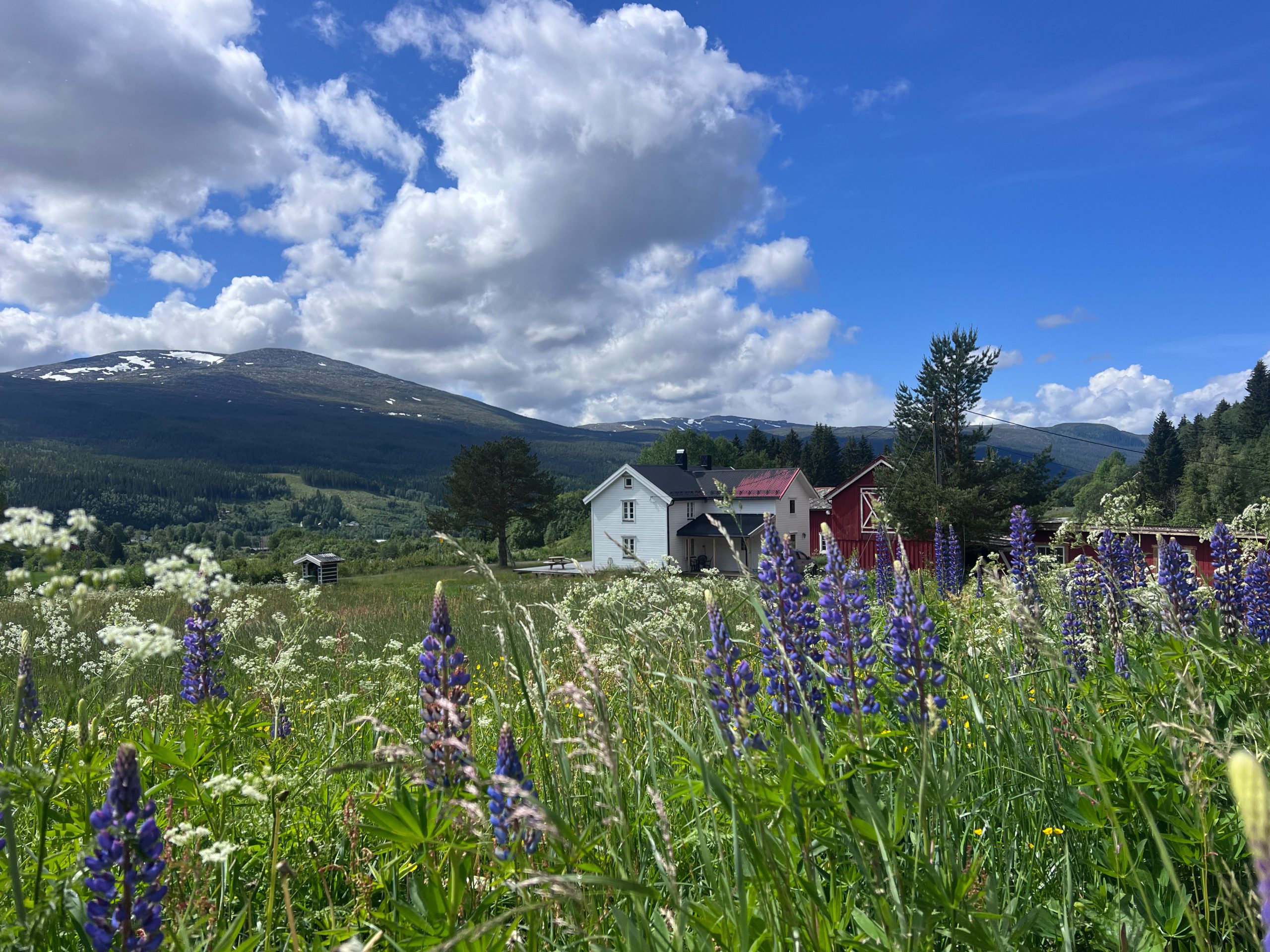 Meråker Alpinsenter in Norway - a field of wildflowers with a mountain in the background.