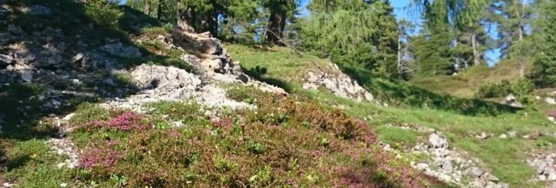 Stoderzinken – Gröbming in Austria - a mountain with lots of flowers growing on it.