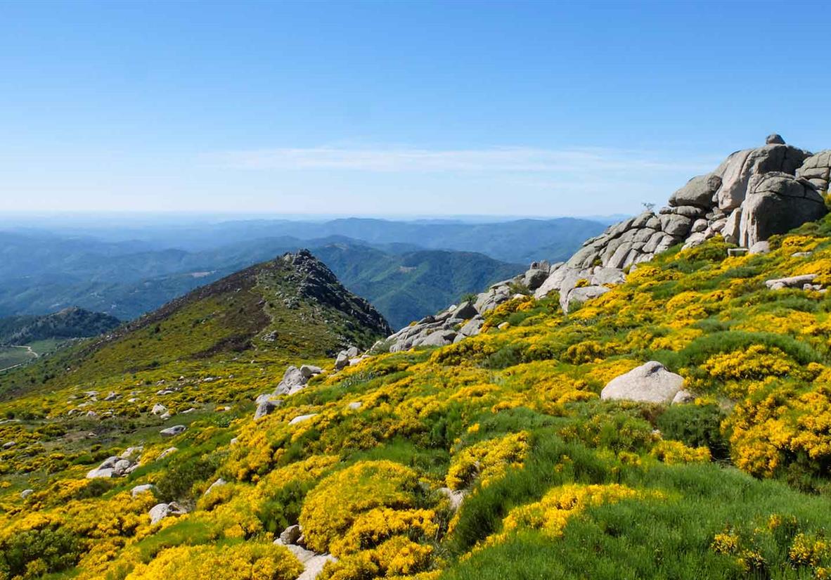 Bleymard Mont Lozère in France - yellow flowers on the summit of a mountain.