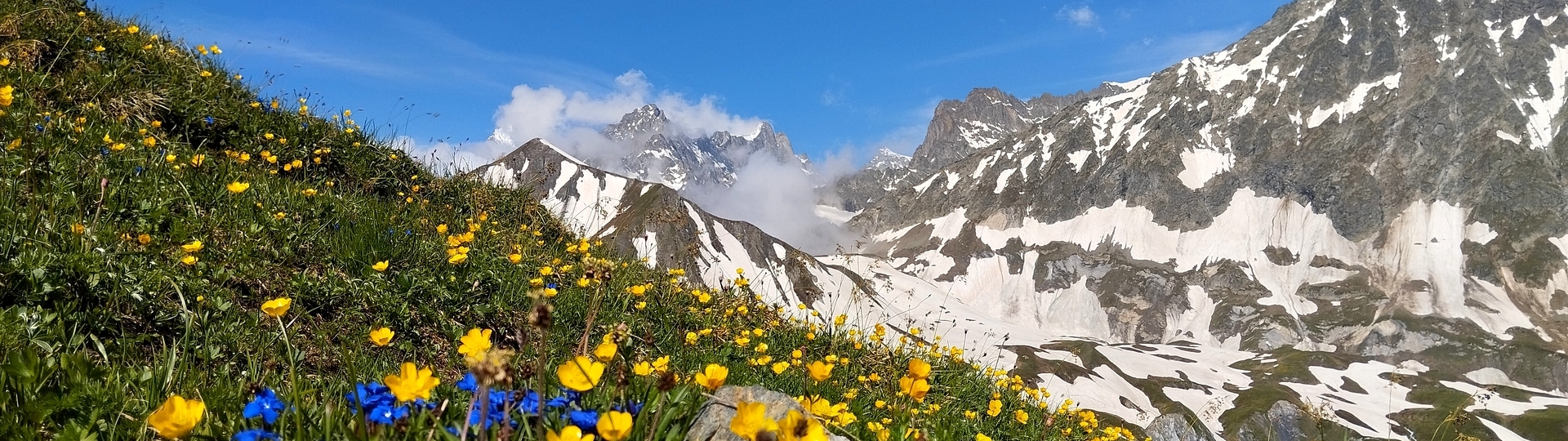 Mont Fortin in Canada - a field of flowers in front of a snowy mountain.