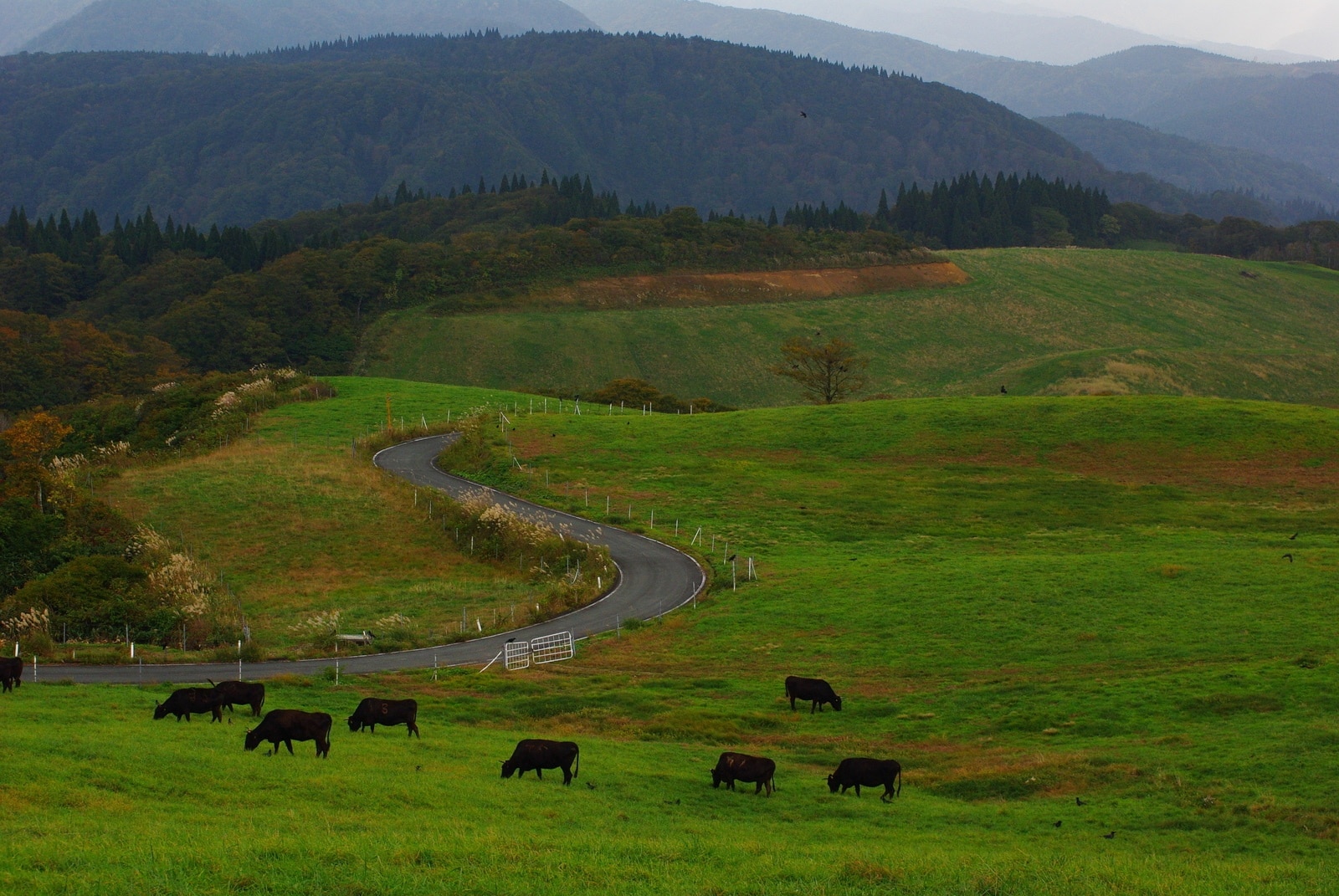Uenono in Japan - a herd of cattle grazing on a lush green hillside.