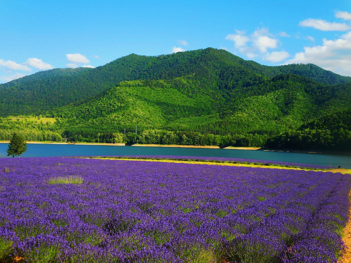 Choei Kanayama in Japan - a field of purple flowers with mountains in the background.