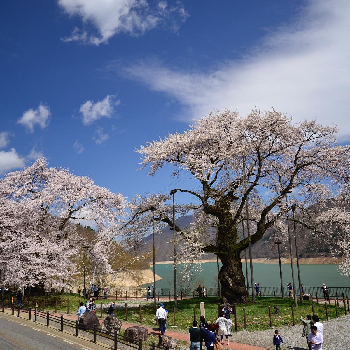 Shokawa Kogen in Japan - a group of people walking down a street next to a tree.