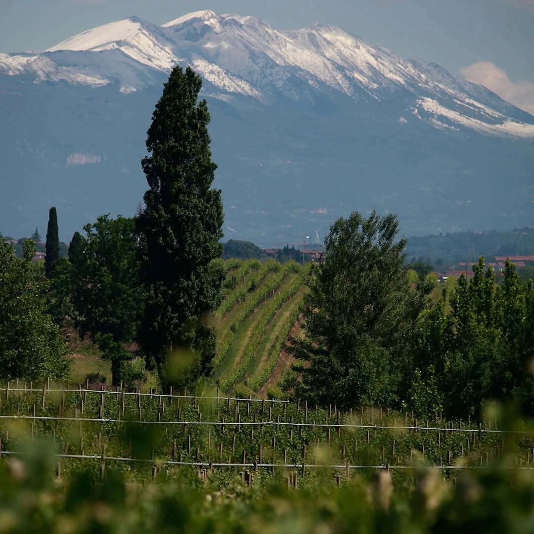 Mont Ventoux Sud in France - a snow capped mountain in the distance.