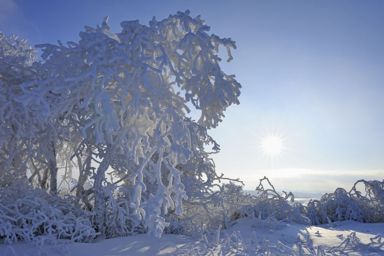 Wasserkuppe in Germany - the sun shines through the frosty branches of a tree.