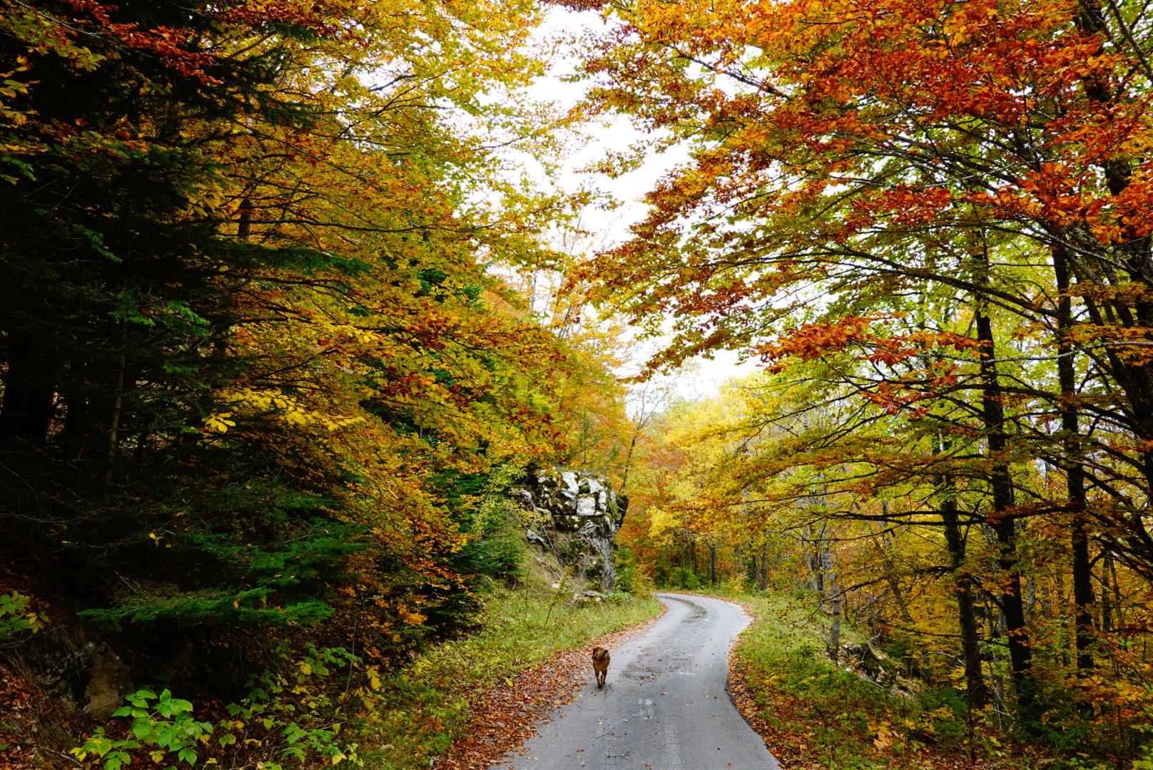 Nizhepole in North Macedonia - a person walking down a road in the woods.