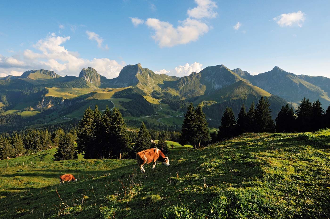 Gantrisch Gurnigel in Switzerland - a cow grazs on a grassy hillside in the swiss alps.