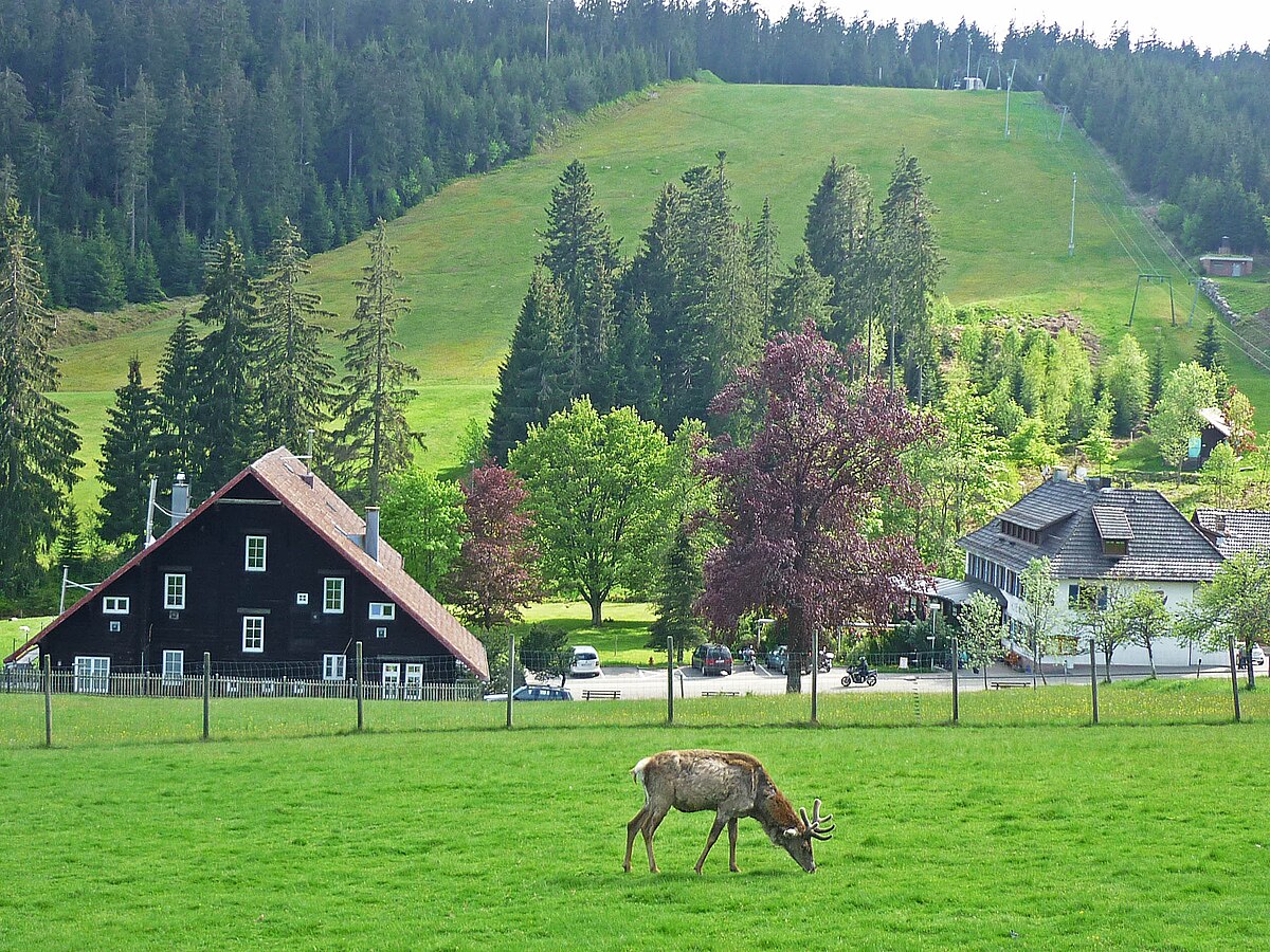 Kaltenbronn in Germany - a deer grazs in a field in front of a house.
