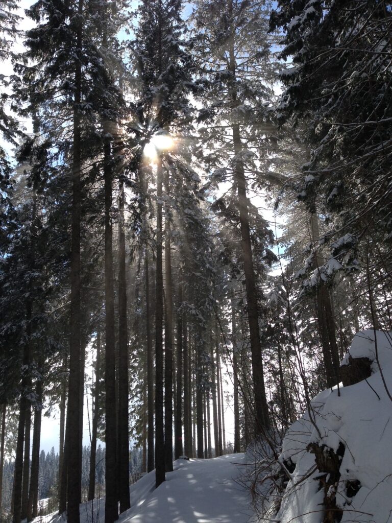 Ottenleue – Sangernboden in Switzerland - the sun shining through the trees in the snow.