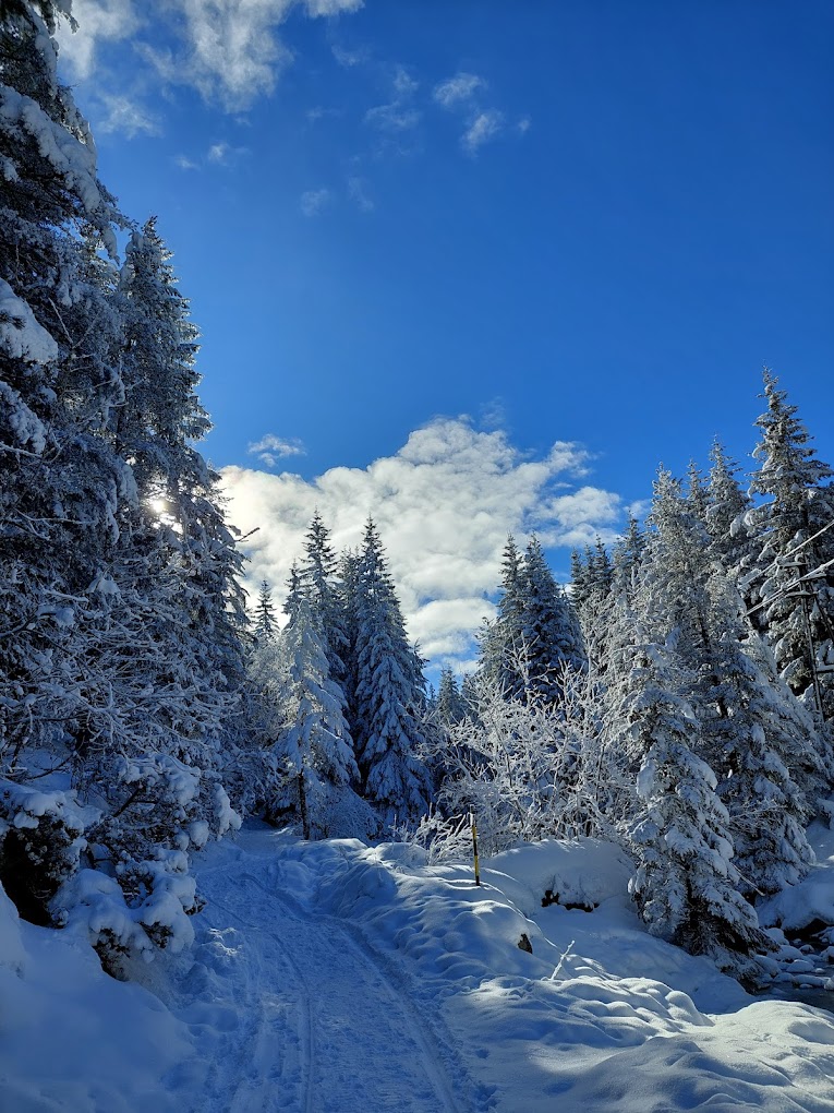 Malyovitsa in Bulgaria - a snowy road in the middle of a forest.