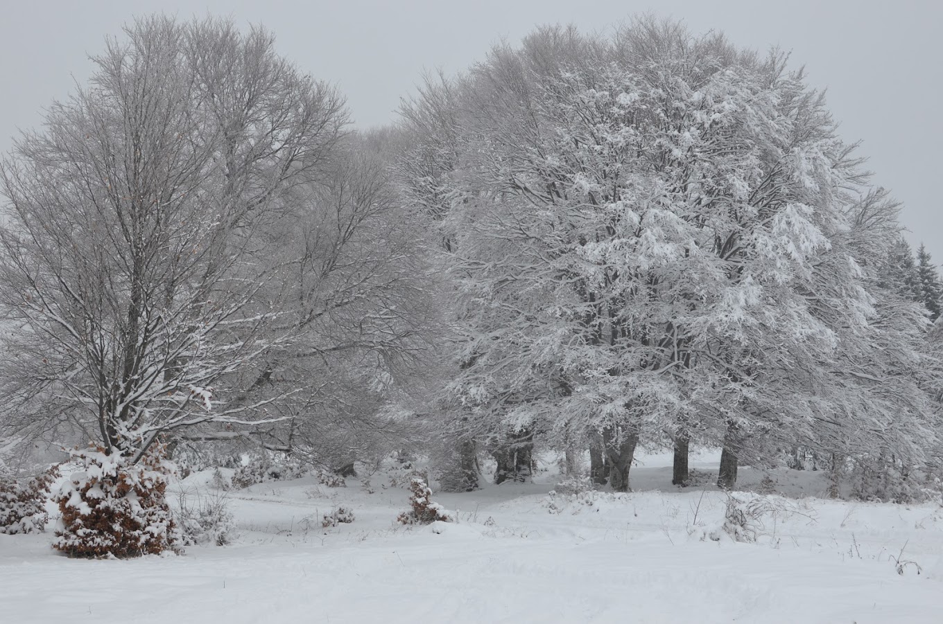 Ossogovo in Bulgaria - trees covered in snow.