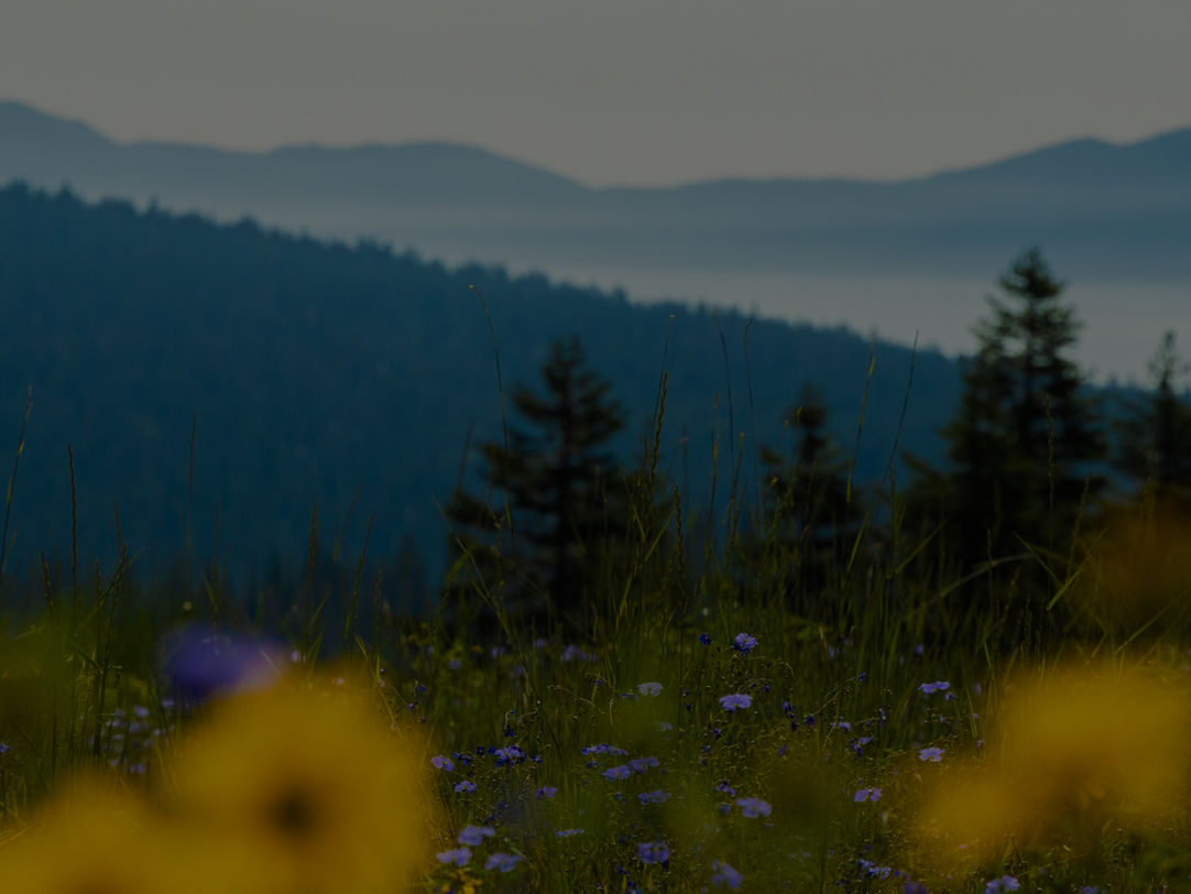 Northstar California Resort in USA - a field of wild flowers with mountains in the background.